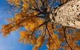природа, дерево, осень