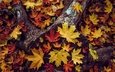 природа, листья, листва, листок, осень, темный фон, много, листопад, пень, боке, кленовые, композиция, осенние листья, осенний листок