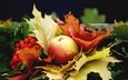 природа, листья, листва, осень, темный фон, ягоды, яблоко, рябина, боке, кленовые, композиция, осенняя, осенние листья