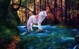 река, лес, осень, альбинос, белый волк
