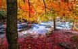 река, лес, осень, красные листья