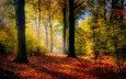 свет, деревья, лес, парк, туман, дорожка, кусты, листва, осень, листопад, тени, аллея, краски осени