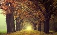 свет, деревья, парк, утро, туман, дорожка, ветви, стволы, листва, осень, тропинка, аллея, кроны, дубы