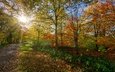 свет, деревья, солнце, лес, листья, лучи, парк, дорожка, ветки, осень, тропинка, листопад, аллея, краски осени, осенний