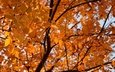 свет, дерево, листья, ветки, листва, осень, боке, краски осени, осенние листья