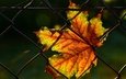 свет, листья, листок, осень, забор, сетка, темный фон, паутина, кленовый, осенние листья, осенний листок
