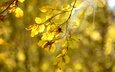 свет, листья, ветки, осень, желтые, боке, осенние листья