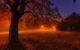свет, ночь, фонари, природа, дерево, пейзаж, парк, осень