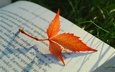 свет, природа, листок, осень, книга, боке, страница, осенний листок