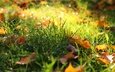 свет, трава, природа, листья, листва, осень, поляна, боке, осенние листья