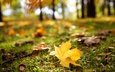 свет, желтый, листья, парк, осень, поляна, боке, размытый фон, кленовый, осенний листок