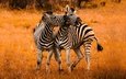 трава, зебра, поза, осень, африка, пара, зебры