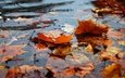 вода, листья, листва, осень, водоем, пруд, оранжевые, листопад, боке, кленовые, плавают, осенние листья