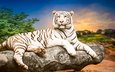 тигр, белый, лежит, африка, красивый, неба, на, фоне, красивого, камне