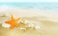морская звезда ракушки песок