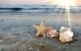 солнце ракушки морская звезда