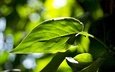листок зеленый макро