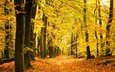 деревья, лес, парк, осень