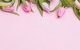 цветы, тюльпаны, розовые, парное, весенние, тендер