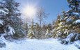 солнце, снег, природа, зима, пейзаж, ели, сказка, заснеженные деревья
