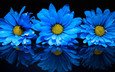 цветы, отражение, синий, лепестки, ромашка, черный фон, растение, флора, темно-синий неон, тонированная маргаритка, цветок хризантемы