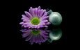 отражение, ромашка, шар, черный фон, новогодняя игрушка, dark blue neon, tinted daisy, chrysanthemums flower