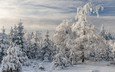 снег, природа, лес, закат, зима, пейзаж, рассвет, заснеженные деревья