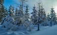 снег, закат, зима, пейзаж, ели, сугробы, заснеженные деревья