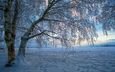 снег, природа, дерево, закат, зима, пейзаж, ветки
