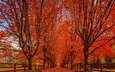 дорога, деревья, пейзаж, осень, красота, аллея, осенние листья, осенние краски