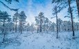 небо, деревья, снег, природа, зима, пейзаж, финляндия