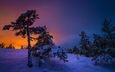 ночь, деревья, снег, природа, зима, пейзаж, финляндия, зарница