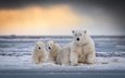 закат, полярный медведь, лёд, хищник, животное, зверь, белый медведь, медвежата