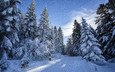 деревья, снег, природа, лес, зима, пейзаж, ели, сугробы
