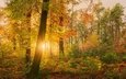 деревья, солнце, природа, лес, лучи, пейзаж, осень, осенние листья, осенние краски