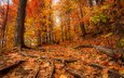 деревья, природа, лес, пейзаж, осень, осенние листья, осенние краски
