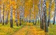дорога, природа, лес, пейзаж, осень, краски осени, березовая роща, осенние листья, осенние деревья