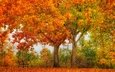 деревья, природа, пейзаж, парк, осень, лавочка, краски осени, осенние листья, место отдыха