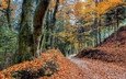дорога, деревья, природа, лес, пейзаж, осень, краски осени, осенние листья