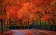 дорога, пейзаж, осень, краски осени, осенние листья, осенние деревья