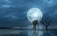 ночь, вода, дерево, слон, луна, фантазия, фотошоп, лунный свет