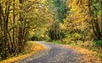 дорога, деревья, лес, пейзаж, осень, краски осени, осенние листья