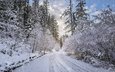дорога, деревья, снег, природа, зима, пейзаж
