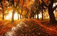 дорога, деревья, пейзаж, осень, аллея, краски осени, осенние листья