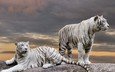 хищник, большая кошка, животное, зверь, белый тигр