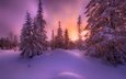 ночь, деревья, снег, зима, пейзаж, лунный свет, норвегии