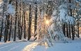 снег, природа, лес, зима, пейзаж, лучи солнца, заснеженные деревья