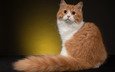 фон, кот, пушистый, рыжий, хвост, киса, британская длинношёрстная кошка