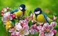 цветы, птицы, весна, цветущая ветка, синицы