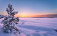 снег, закат, зима, пейзаж, одинокое дерево, сосна, финляндия, замерзшее озеро, haukilahti, espoo